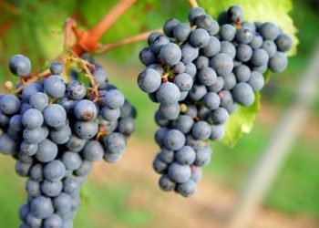 Tannat: Una variedad “insignia” de Uruguay que tiene presencia en San Rafael