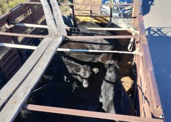 La Policía Rural incautó vacunos y un camión en un operativo de control en General Alvear