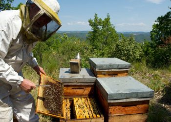 La apicultura local pisa fuerte y va “más allá de la colmena” con hidromiel, golosinas y más