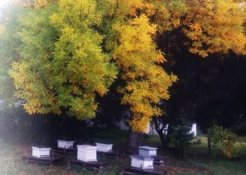 El INTA Rama Caída ya cuenta con su propio apiario