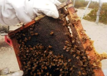 Monitorean colmenas en el sur mendocino por riesgo de Varroosis