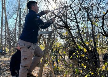 Con el frío, llega la poda: una tarea silenciosa pero fundamental en las fincas del Sur de Mendoza