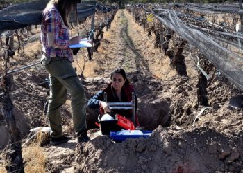 Estudian los “microterroirs” sanrafaelinos para potenciar la producción vitivinícola
