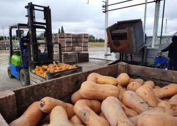Ciencia, producción y corazón: impulsan el desarrollo de un alimento funcional a base de zapallo hecho en San Rafael