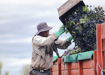 Informe final del INV: La vendimia de San Rafael cerró con 57 millones de kilos, un 14% más que la temporada pasada