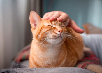 Por qué a las personas le gusta tanto acariciar a los gatos, según la ciencia