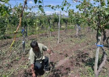 Productores rurales deben actualizar el RUT antes del 31de mayo para no quedar fuera del Seguro Agrícola