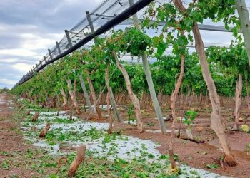 El ministro Vargas Arizu recomendó el Fondo Compensador Agrícola y aseguró que “el 70% de los recursos fueron destinados al Sur”