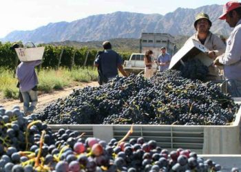 Desde la Unión Vitivinícola Argentina explicaron por qué el sector atraviesa una crisis