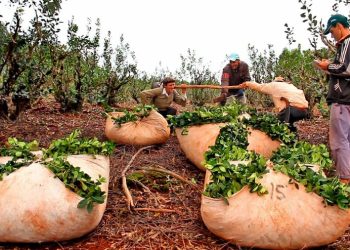Productores de yerba mate en crisis tras la desregulación y la sobreproducción
