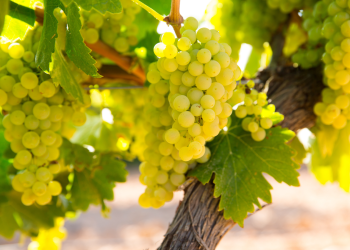 La “uva blanca más conocida del mundo” tiene 270 hectáreas cultivadas en San Rafael
