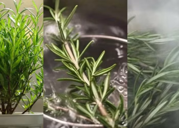 Cuál es la planta que purifica el ambiente de tu casa de una manera especial y sencilla