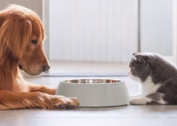 Revelaron por qué los gatos son más exigentes que los perros con la comida 