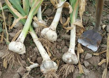 Desregulación del ajo: en el sur de Mendoza se cultivan más de 900 hectáreas