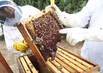 “Más allá de la colmena”: San Rafael se prepara para sus Jornadas Apícolas