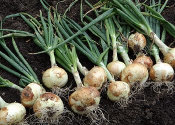 Con sabor a oportunidad: San Rafael apuesta al crecimiento del cultivo de cebolla