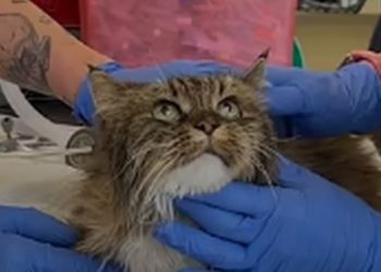 Una pareja cayó más de 100 metros en un cañón de EEUU: su gata fue la única sobreviviente