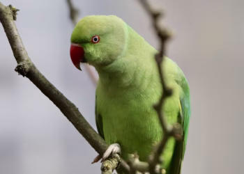 Qué significa que una cotorra cante en el patio de tu casa y qué se debe hacer