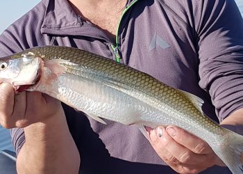 Pejerreyes en escabeche y trucha ahumada: el pescado sanrafaelino se abre camino en la gastronomía local