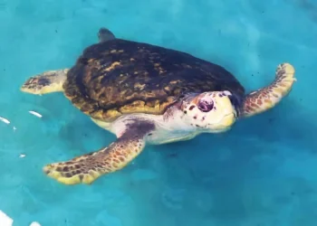 A un mes de su liberación, el tortugo Jorge recorrió más de 1.150 kilómetros y ya llegó a Porto Alegre