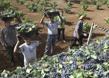 Crisis del vino: uvas chilenas, caída de ventas y abandono al productor