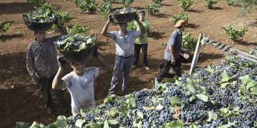 Crisis del vino: uvas chilenas, caída de ventas y abandono al productor