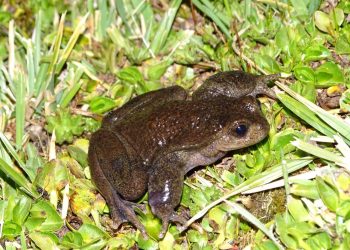 Buscan declarar como “Monumentos Naturales” a varias especies que habitan en el sur mendocino