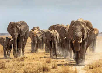 Zimbabue autoriza el sacrificio de 50 elefantes en una reserva natural