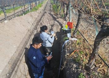 Presentan oficialmente el proyecto de microterroirs en San Rafael: una apuesta por la identidad del vino local