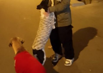 Solidaridad que abriga: un joven sanrafaelino confecciona ropa para perros callejeros con retazos donados