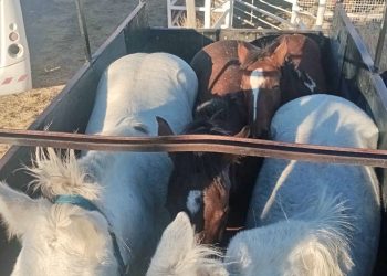 La Policía Rural refuerza los controles y el uso de la tecnología para combatir el abigeato y el mercado clandestino de carne