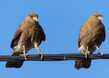 Qué significa que un chimango aparezca en tu casa