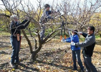 Educación, campo y comunidad: La Guevarina se prepara para la 7ma edición del Concurso de Poda de Frutales