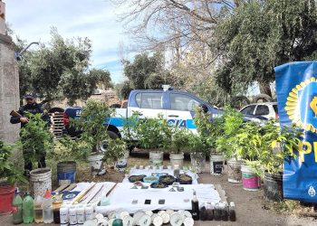 La Policía Federal allanó dos viviendas en Cuadro Nacional y secuestró plantas de marihuana y «cogollos»