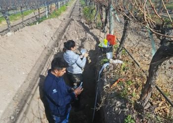 Caracterización del “micro-terroir” en el oasis sur: presentan un informe sobre vinos con levadura autóctona