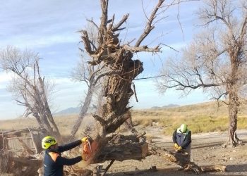 Defensa Civil trabaja en el retiro de forestales secos y en riesgo de caída en San Rafael