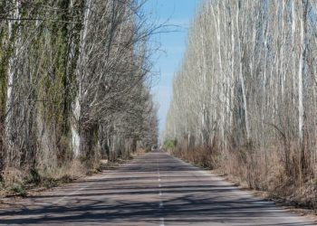 Preocupación por el mal estado del arbolado público: advierten falta de políticas estatales de cuidado y de planificación