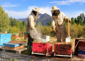 Hoy y mañana: importante encuentro internacional Apícola en General Alvear