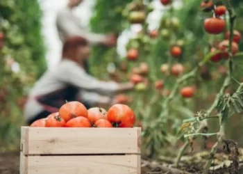 Alerta entre los productores de tomate por el impacto de la apertura de importaciones