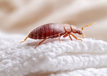 Ni mosquito ni mosca: el insecto que invade tu cama en invierno y puede provocarte una reacción alérgica