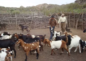 Recomiendan reunir al ganado ante fuertes nevadas en zonas de secano y cordillera
