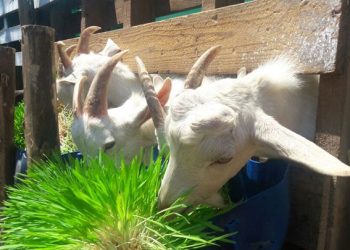 Impulsan un programa para producir forraje caprino en fincas abandonadas de San Rafael