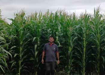 Lograron incrementar un 44% el rendimiento del maíz en fincas locales