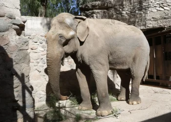 Murió Tamy, el elefante que estaba en el ex zoológico de Mendoza y esperaba por su traslado
