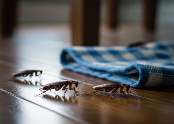 No falla: El método para espantar a las cucarachas mientras pasás el trapo de piso