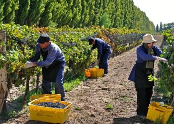Solo el 36% de los trabajadores sanrafaelinos se desempeña en el sector rural