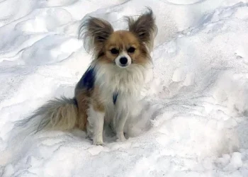 Un chihuahua ayudó a rescatistas suizos a encontrar a su dueño que cayó en un glaciar