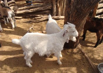Trabajo conjunto entre el INTA de Anguil y Rama Caída para fortalecer la producción caprina