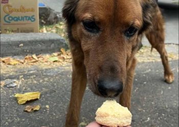 Reconocimiento a proteccionistas por el Día del Animal Sin Hogar: la sanrafaelina “Al Recreo”, entre las destacadas