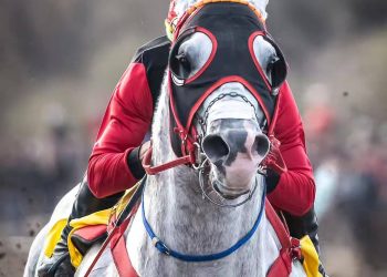 “Don Nelson”, el caballo sanrafaelino que se volvió imbatible en las cuadreras